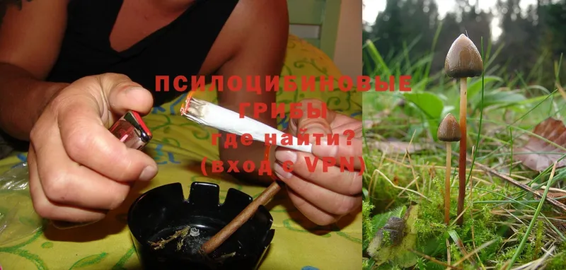 Галлюциногенные грибы Psilocybe  кракен   Хабаровск 